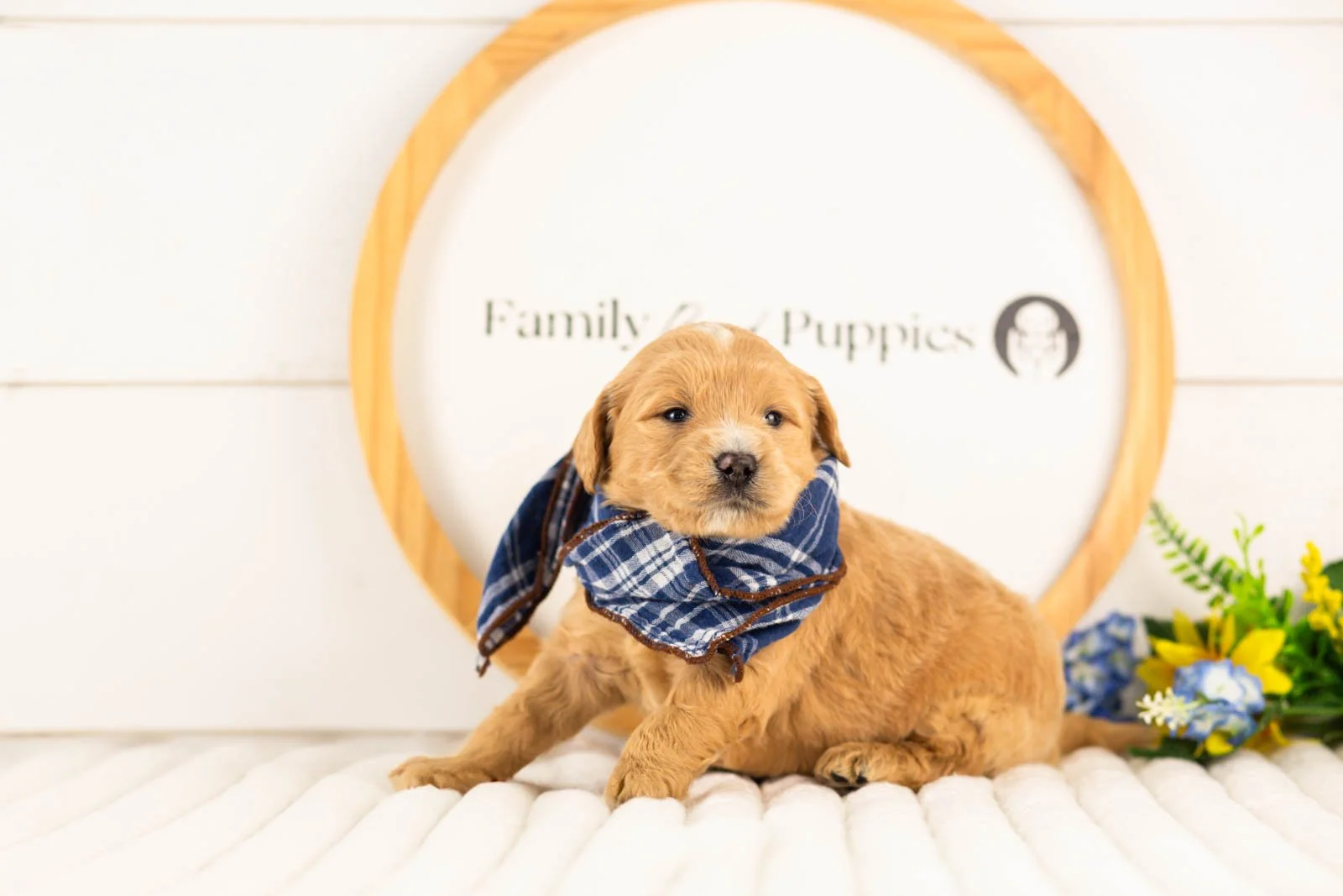 frodo goldendoodle for sale.jpg