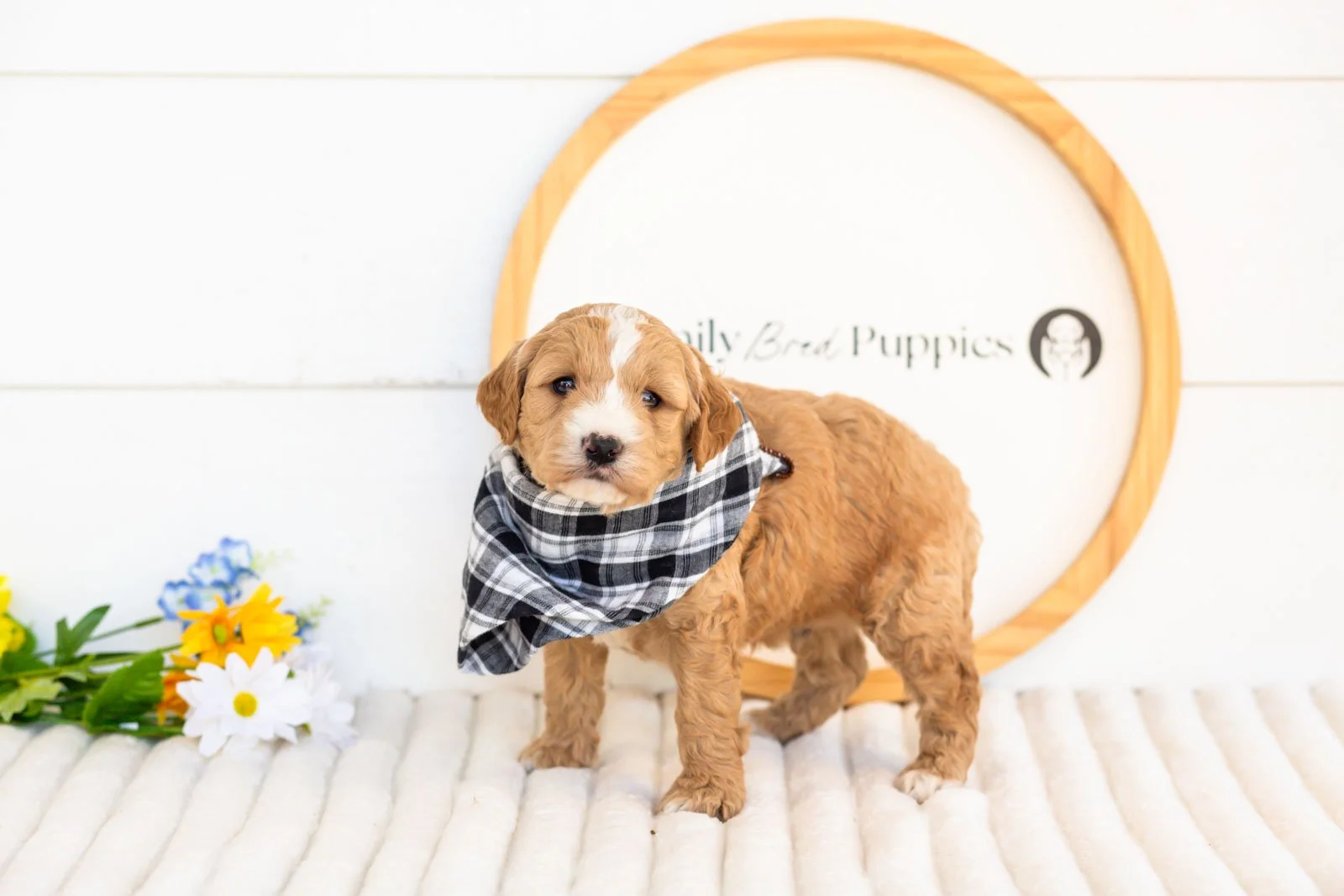 mathew goldendoodle for sale(2).jpg