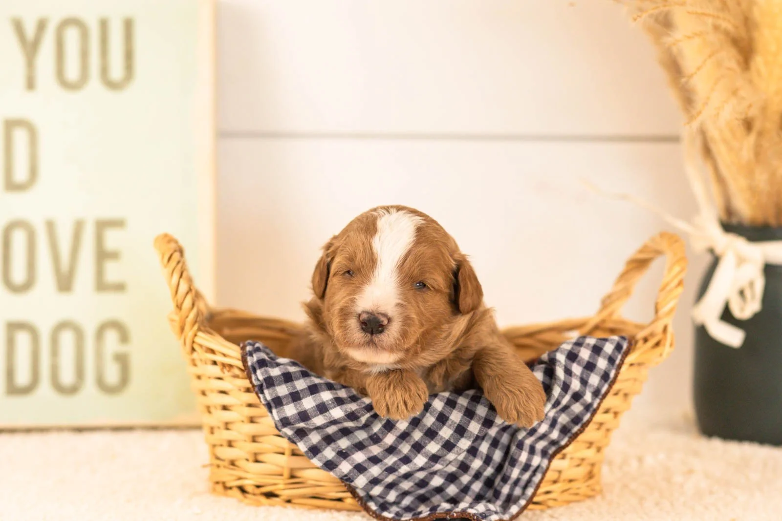 miracle goldendoodle for sale(2).jpg