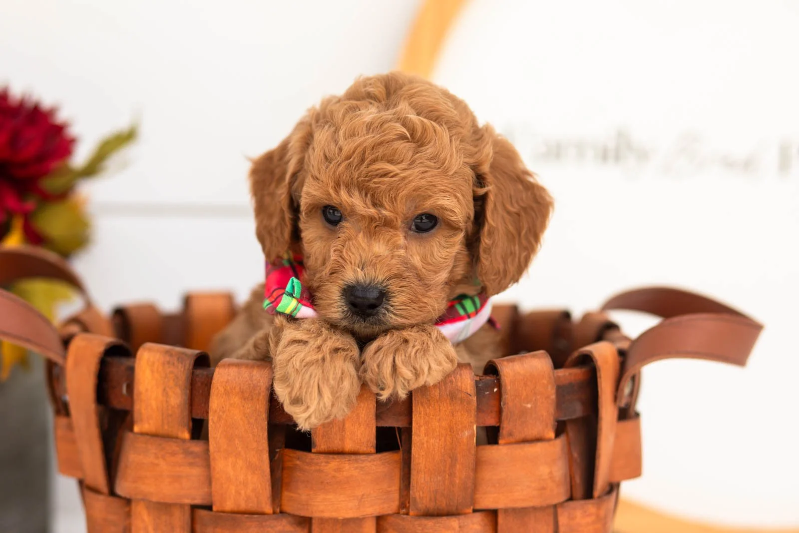 Cricket goldendoodle for sale(4).jpg