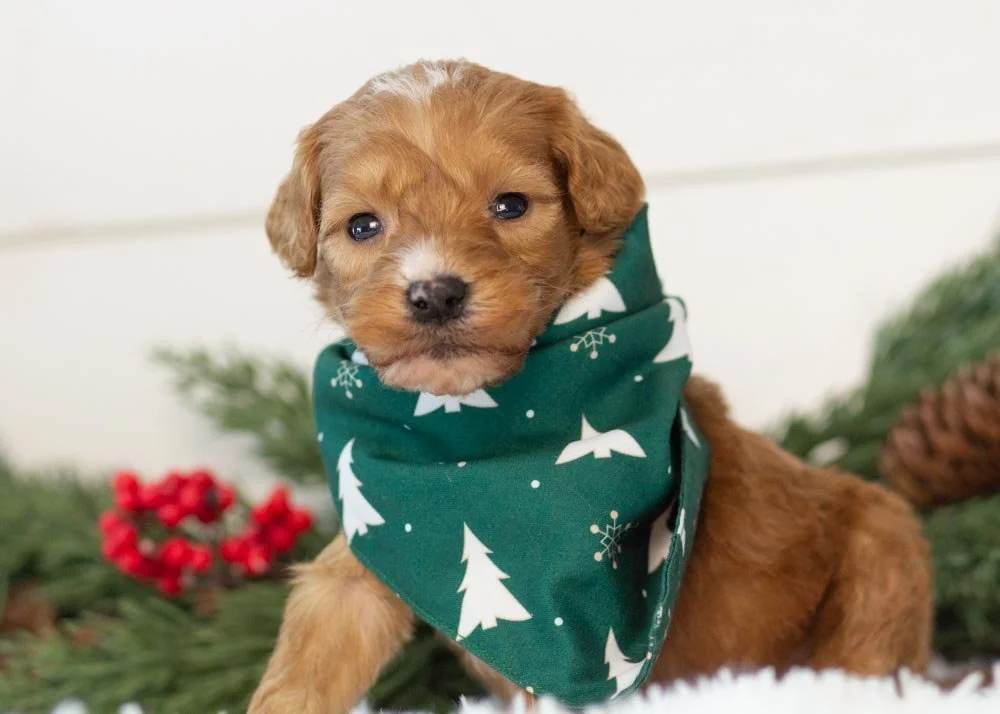 Walnut goldendoodle for sale(2).jpg