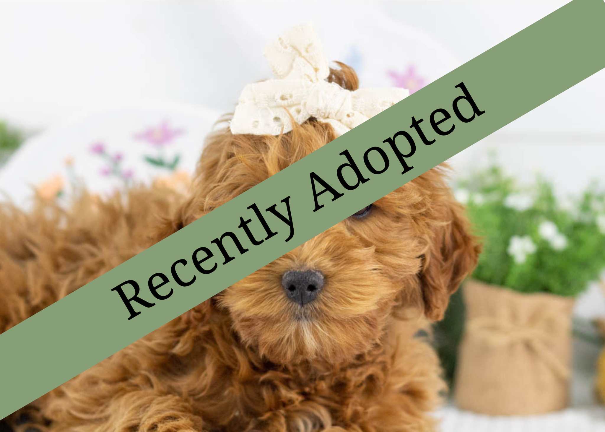 goldendoodle for sale