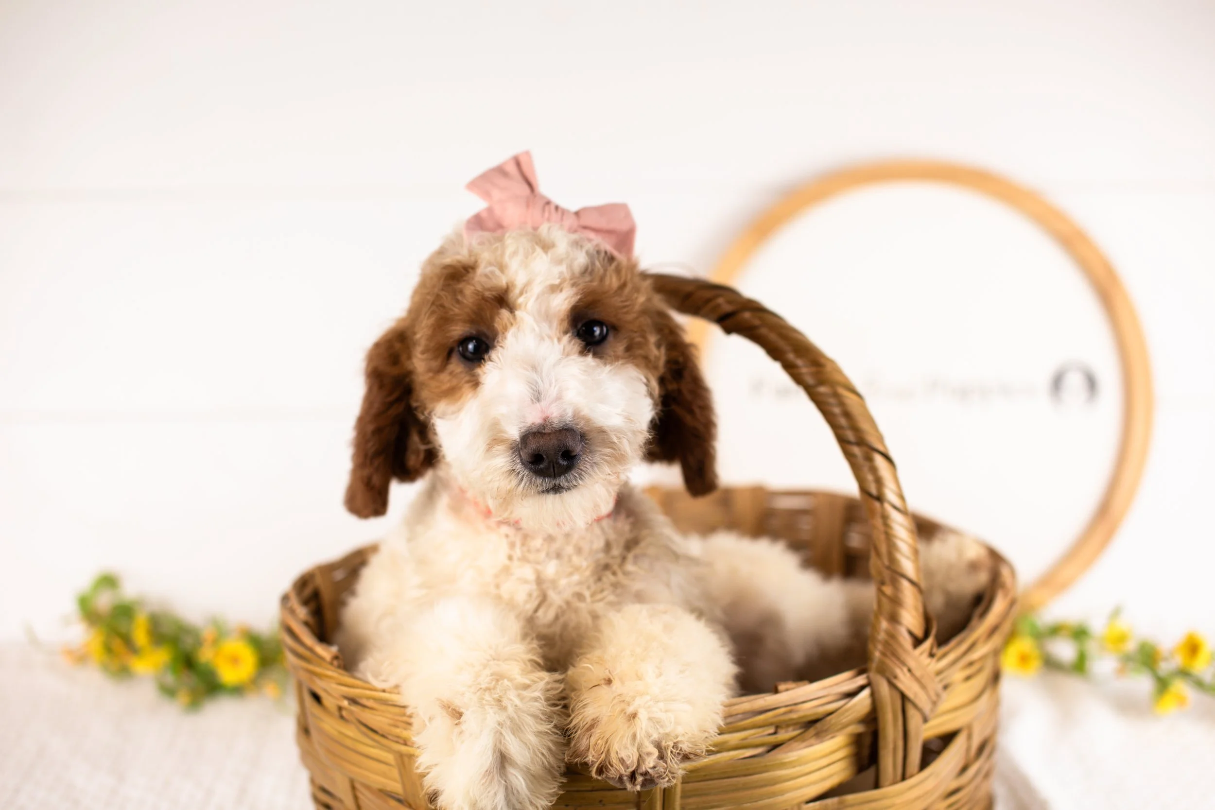goldendoodle for sale