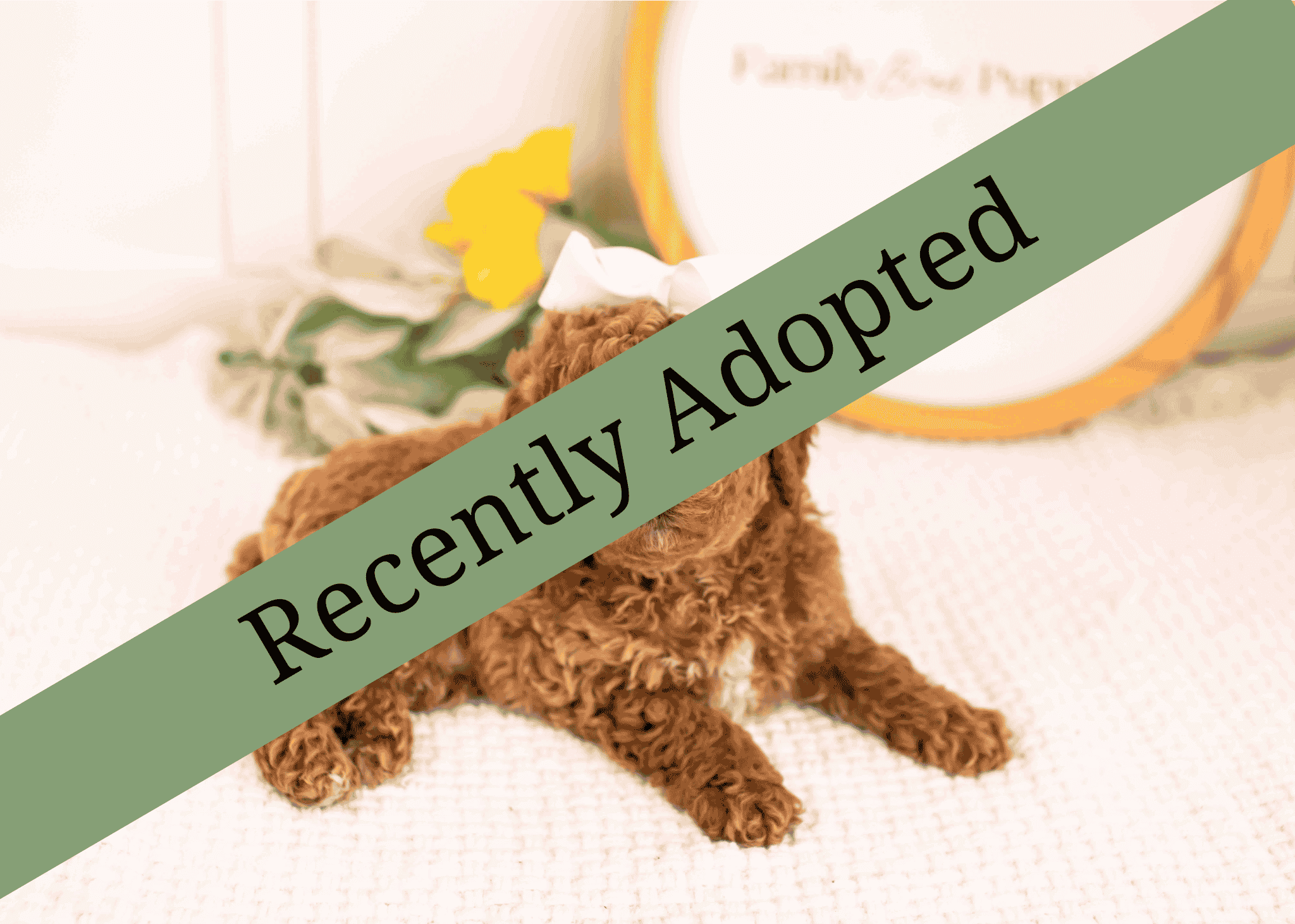 goldendoodle for sale