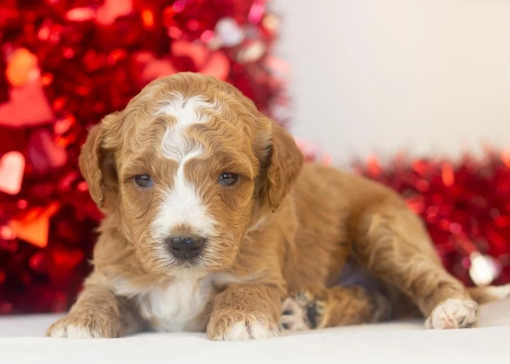 Cupid goldendoodle for sale.jpg