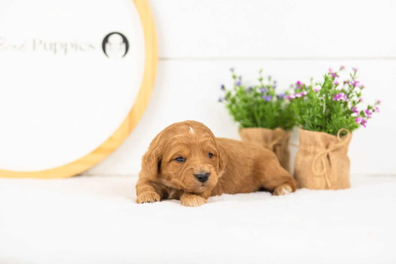 Cha cha goldendoodle for sale.jpg