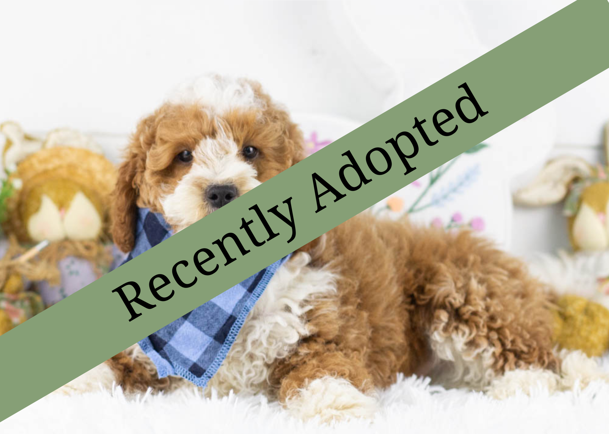 goldendoodle for sale