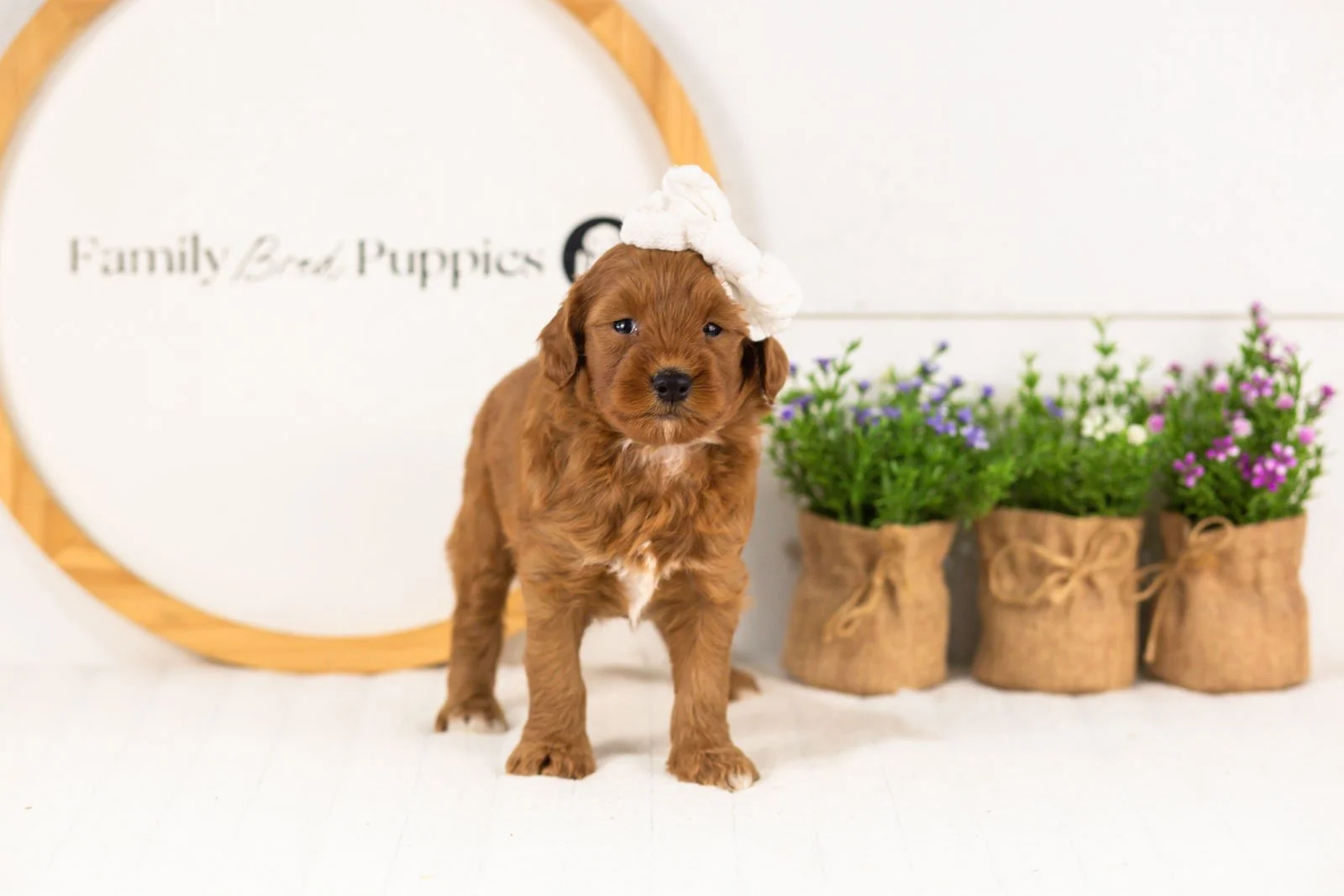Verity goldendoodle for sale(2).jpg