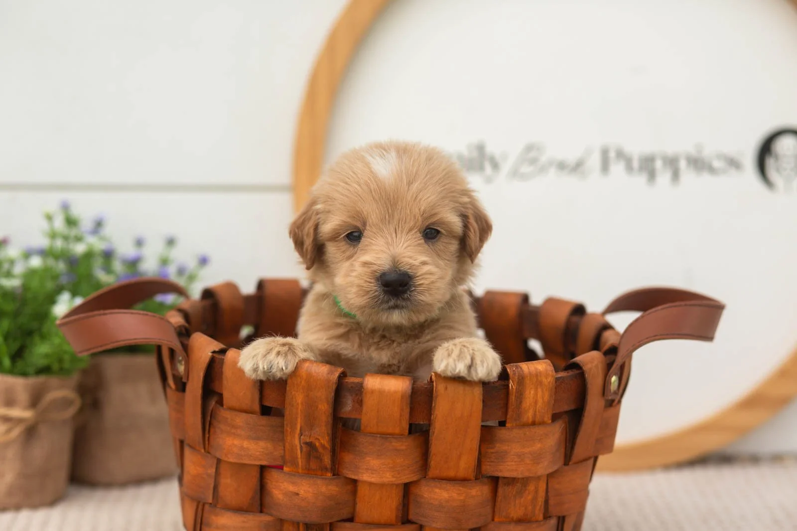 ethan goldendoodle for sale(2).jpg