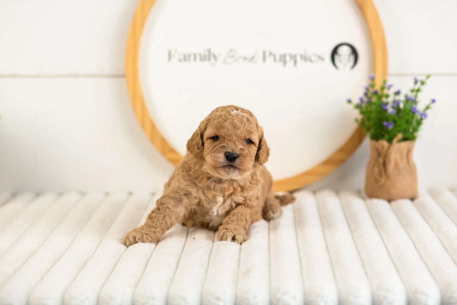 onyx goldendoodle for sale(3).jpg