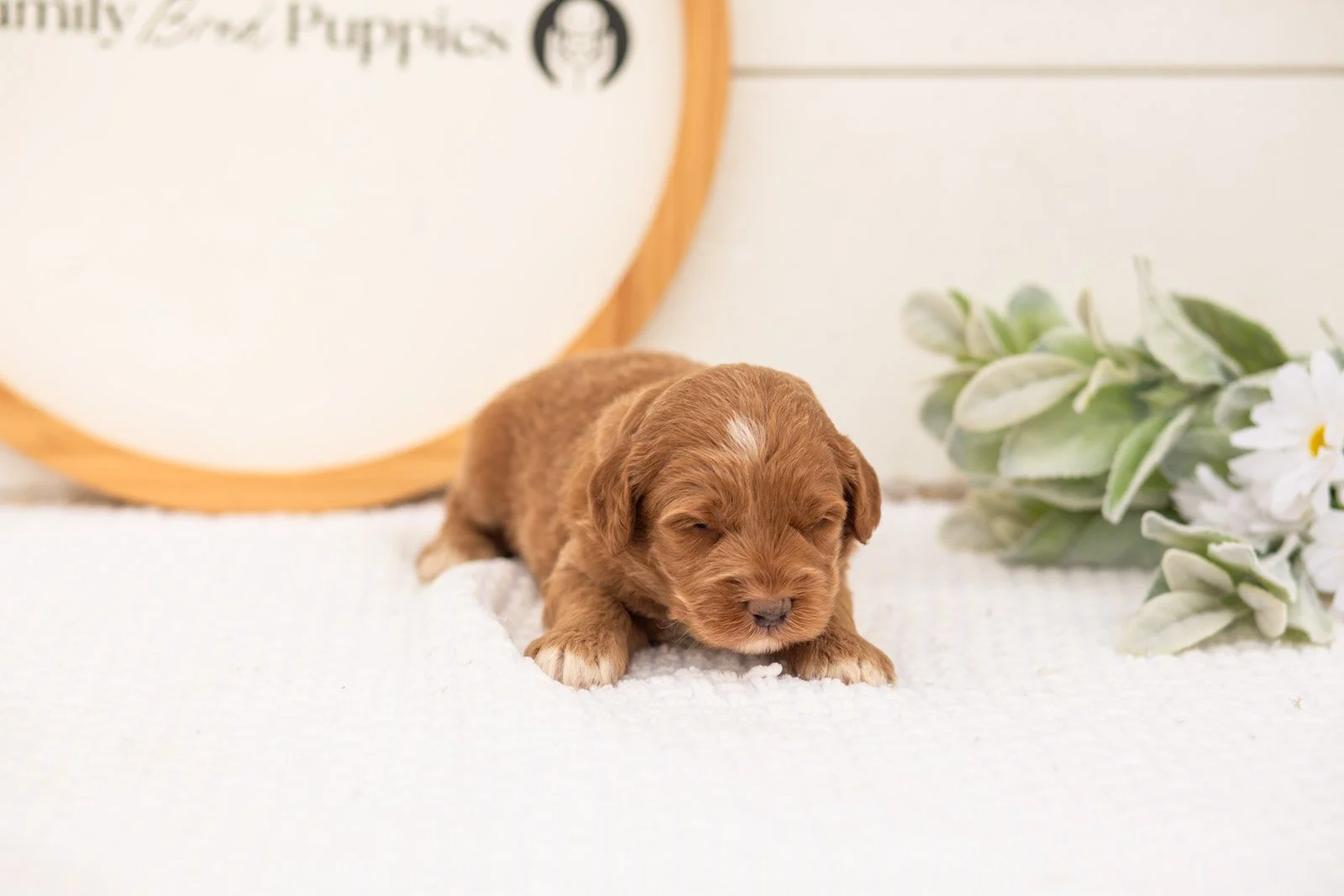 Brave goldendoodle for sale(1).jpg