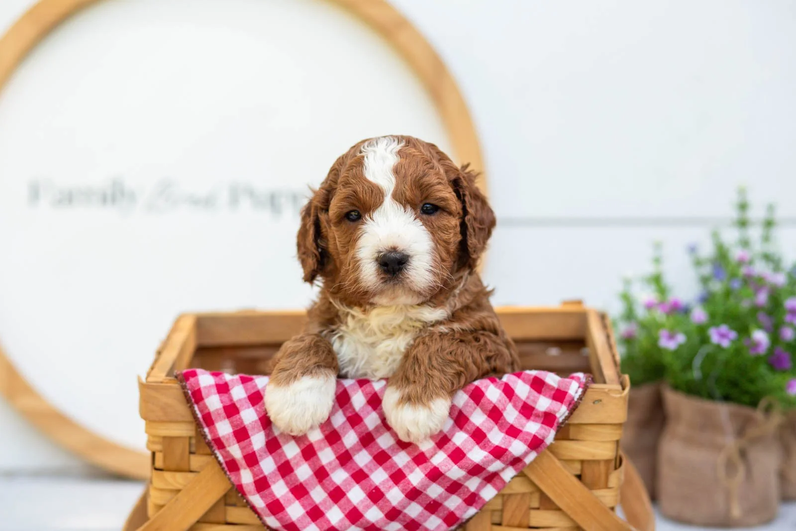 Sesame goldendoodle for sale(4).jpg