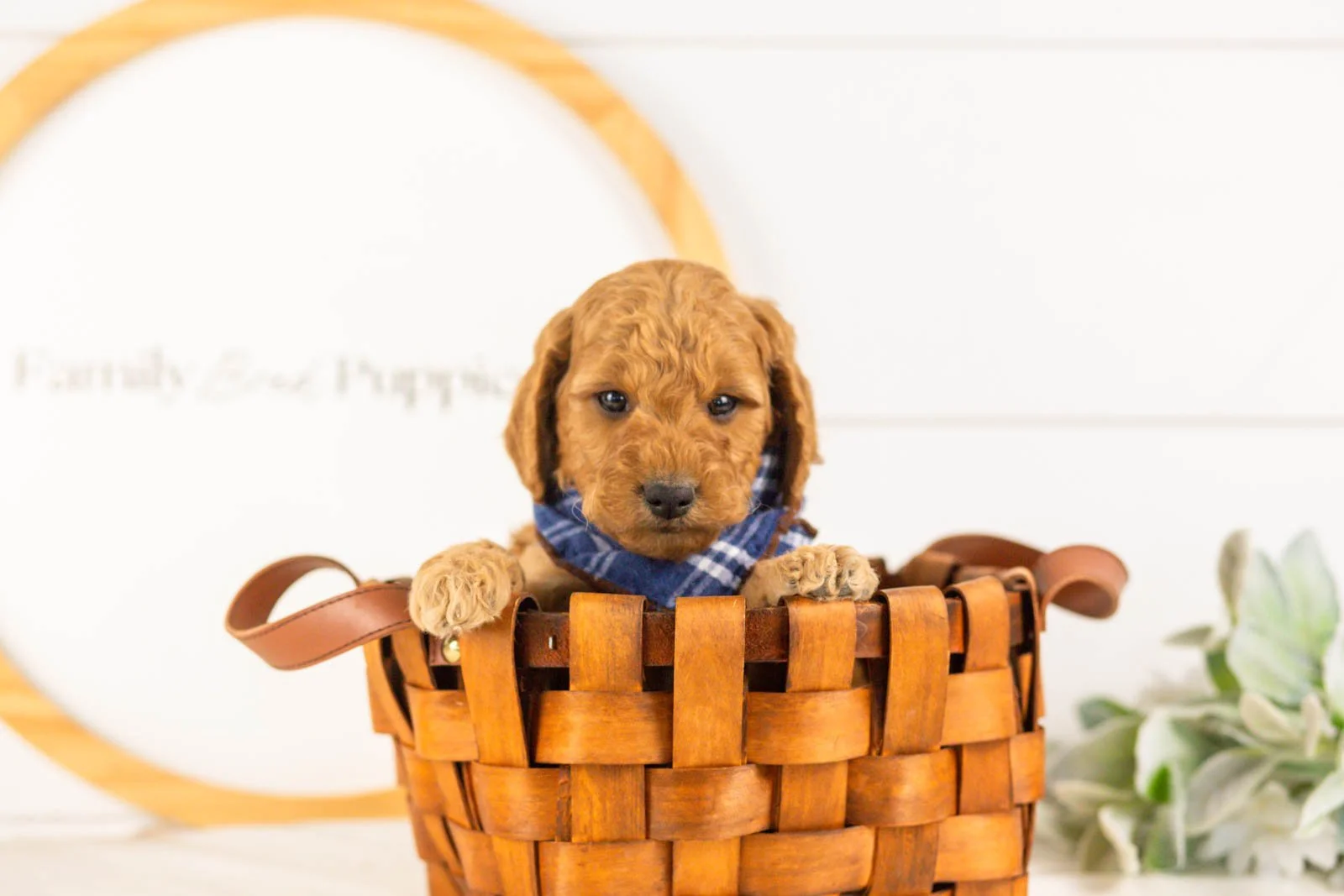 Rainer goldendoodle for sale(3).jpg