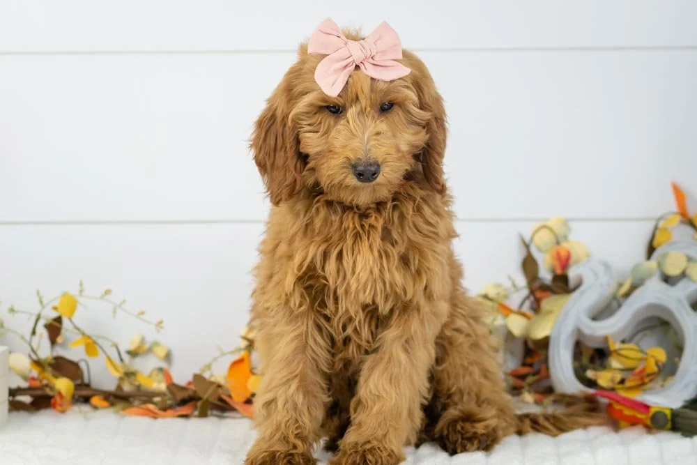 Jerry 8-1-25 Tee 10.10.jpg