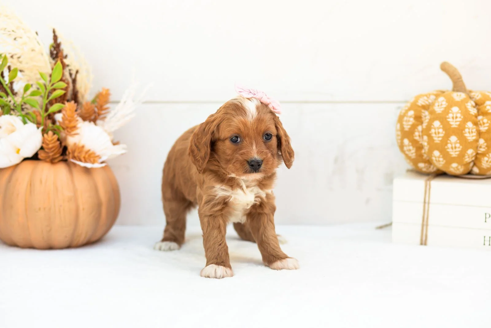 Rose goldendoodle for sale 5.jpg