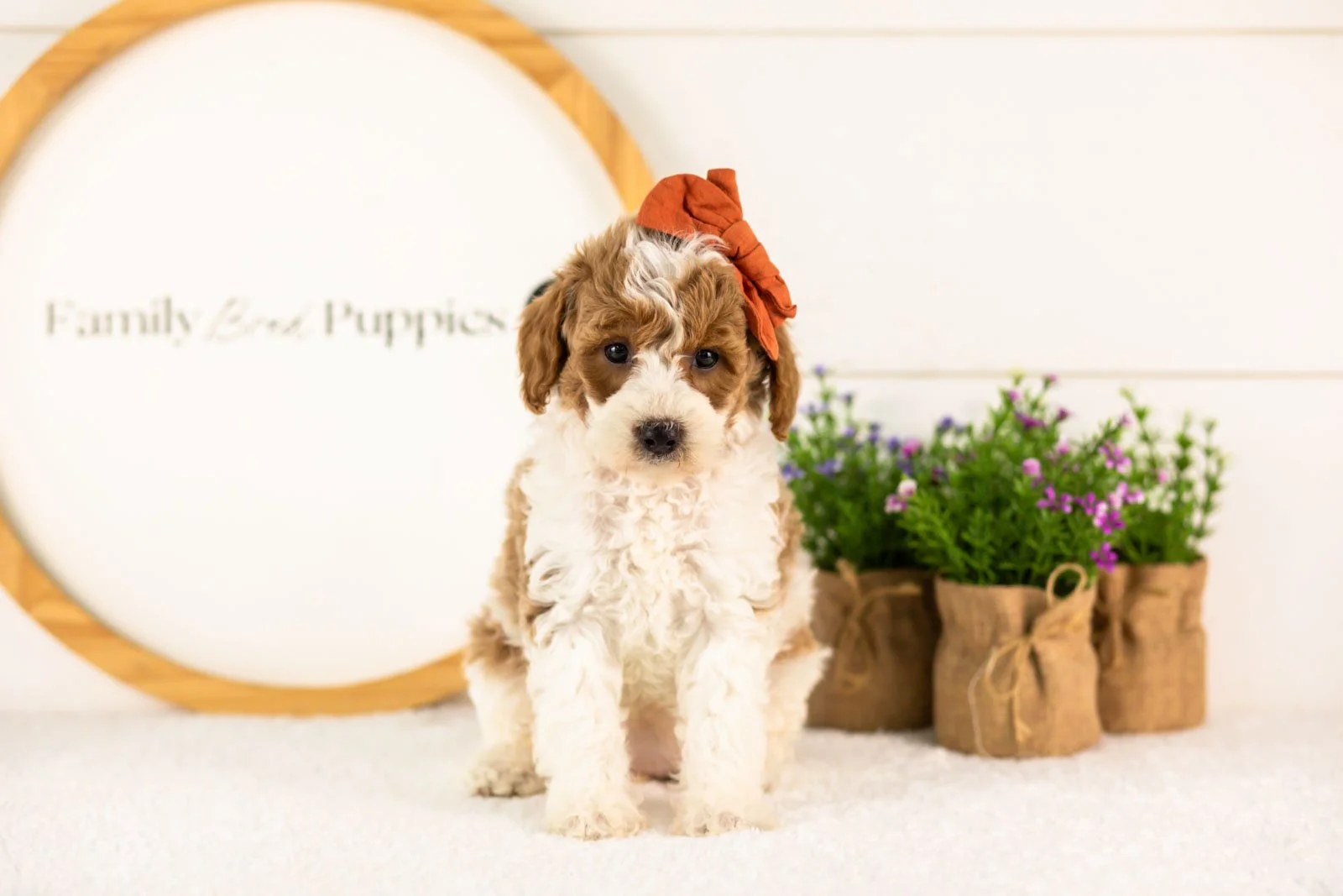Lucy goldendoodle for sale(1).jpg