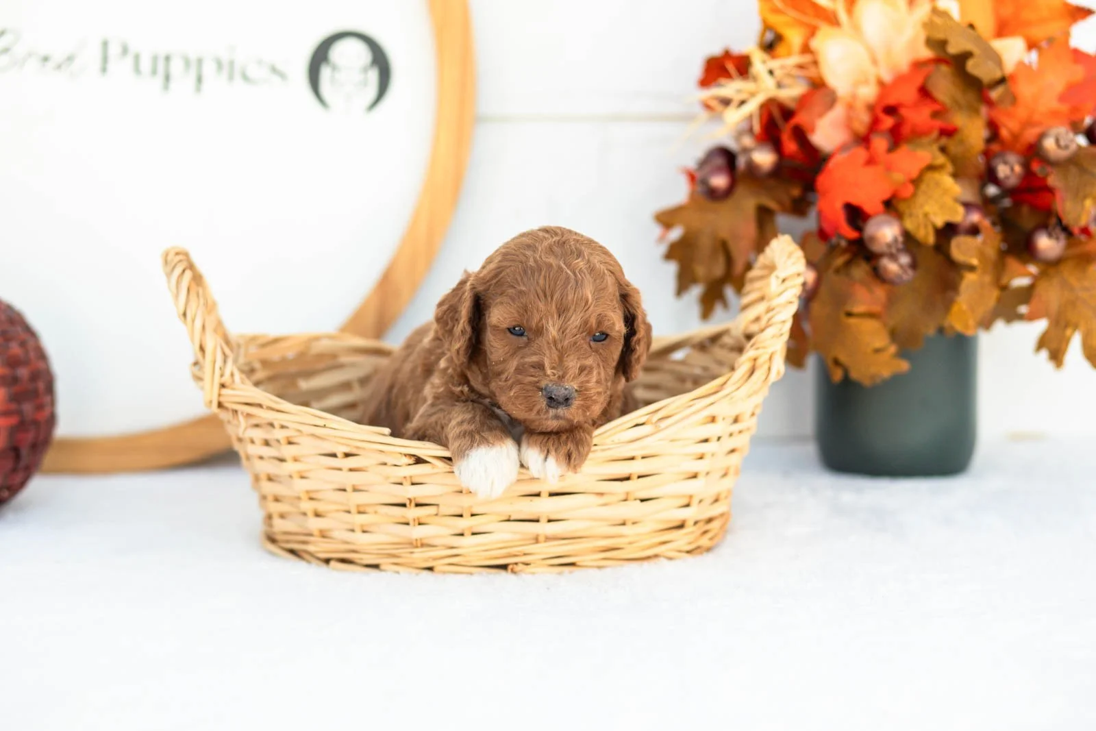 Caroline goldendoodle for sale 1.jpg