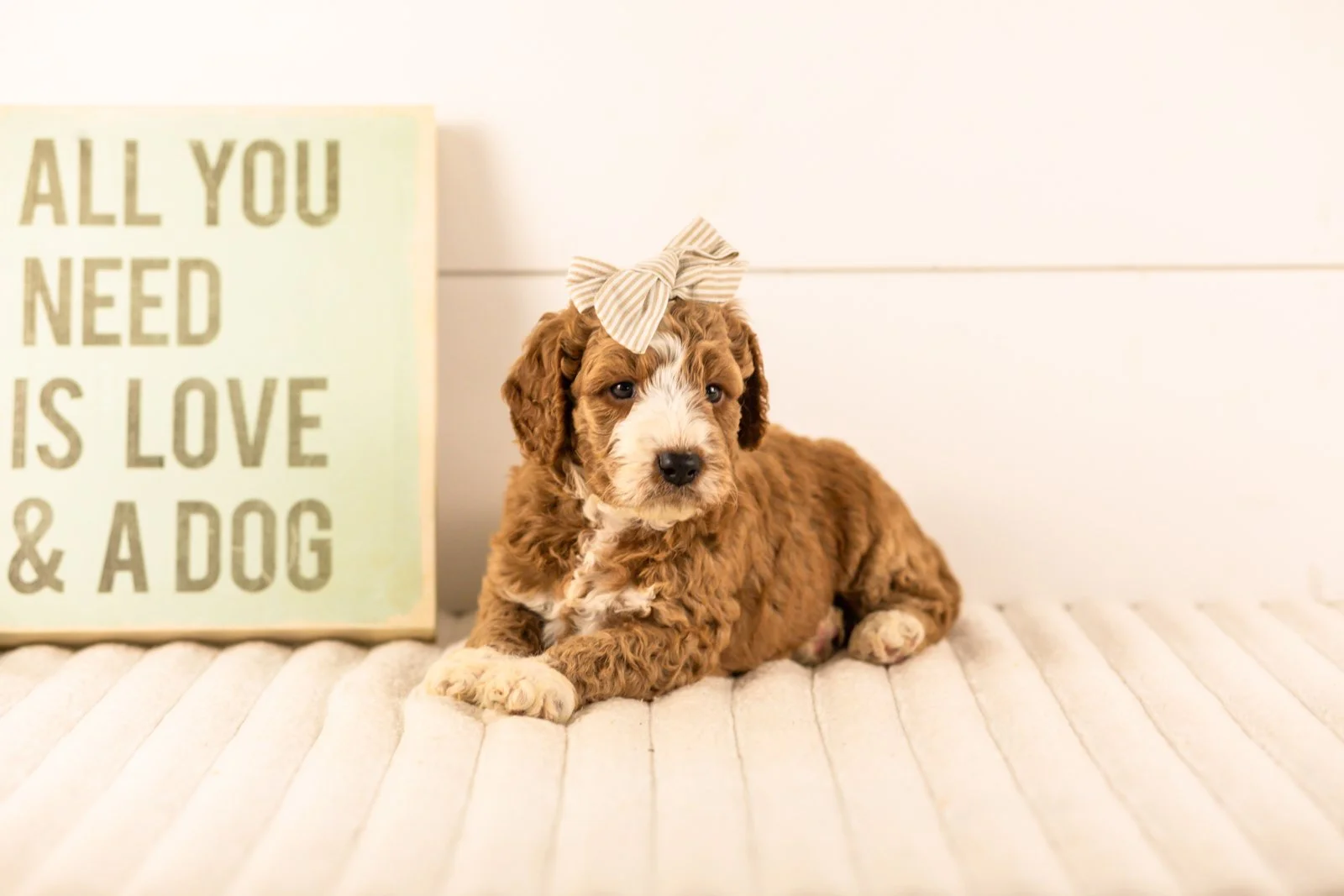 Lindsey goldendoodle for sale.jpg