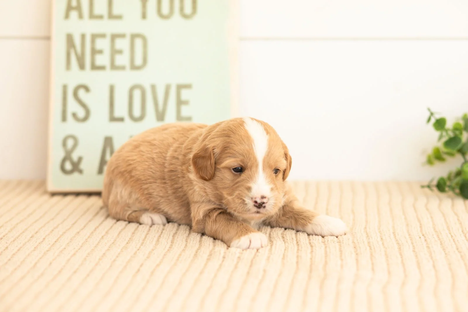 Rusty goldendoodle for sale(3).jpg