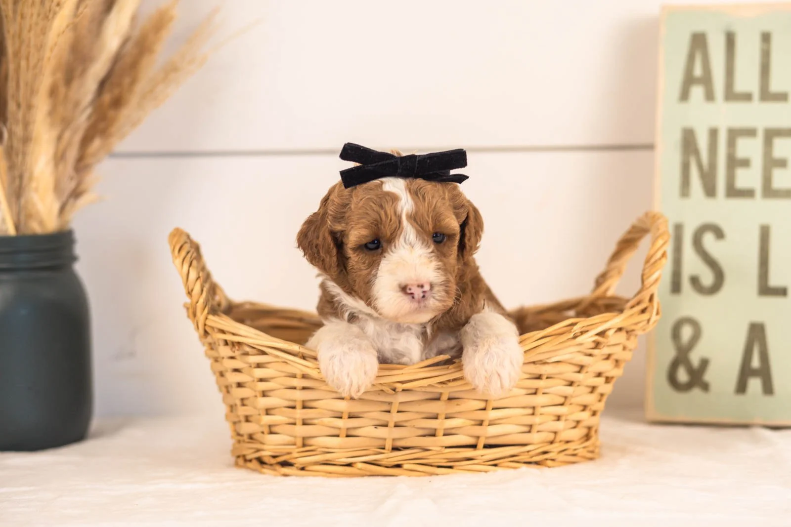 Mets goldendoodle for sale(3).jpg
