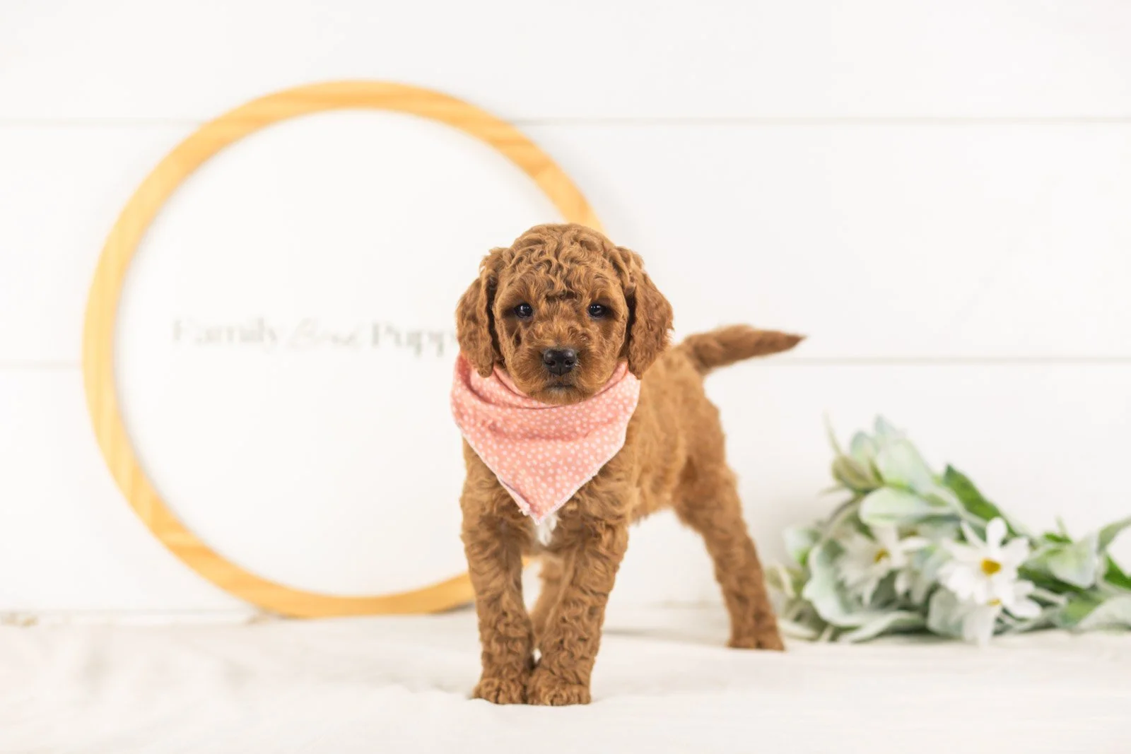 Glacier goldendoodle for sale(2).jpg