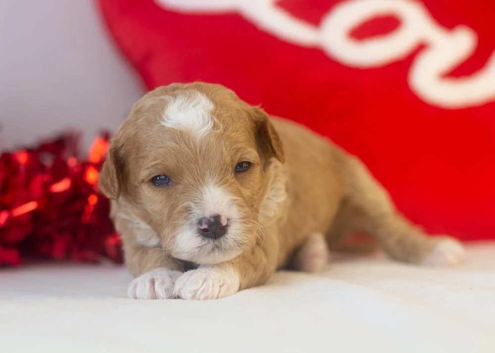 Mark goldendoodle for sale.jpg