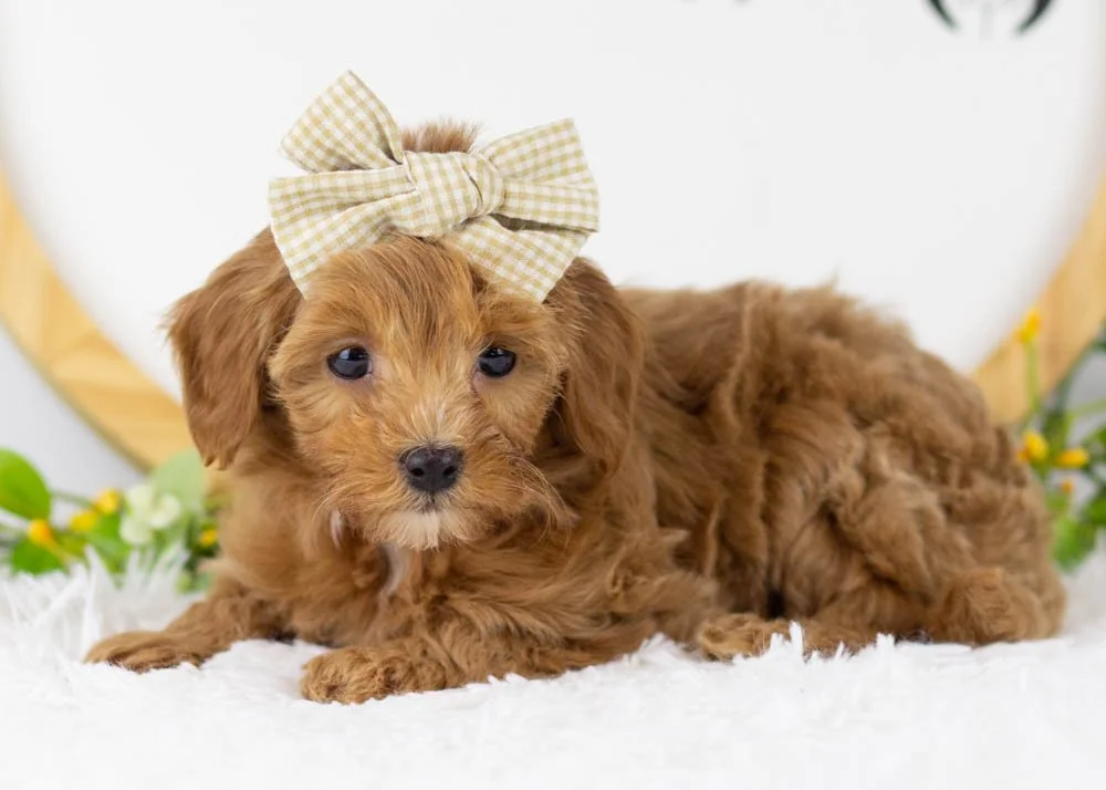 Doug 12-20-25 Eleven 2. 3oz-3.jpg