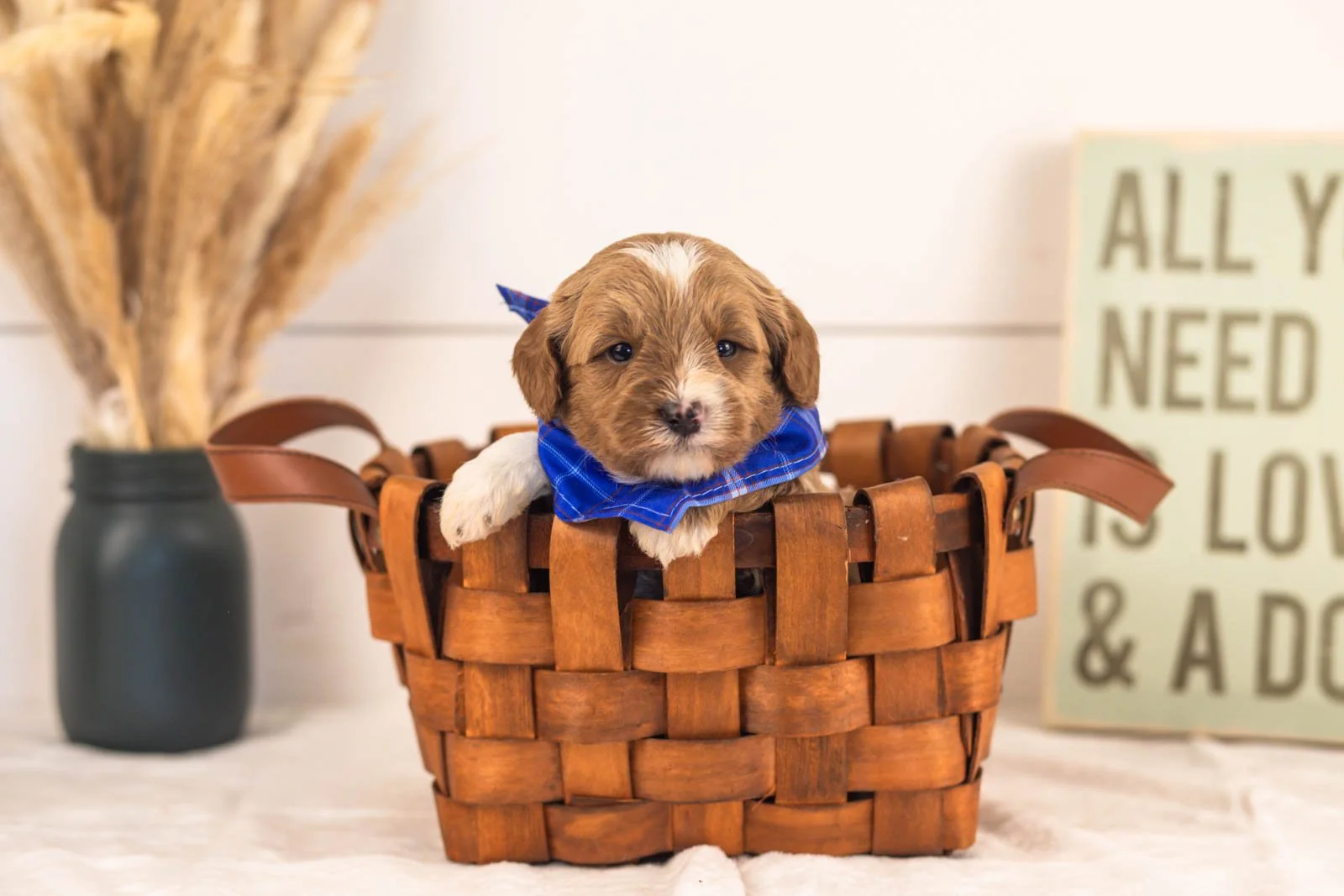 Mariners goldendoodle for sale(3).jpg