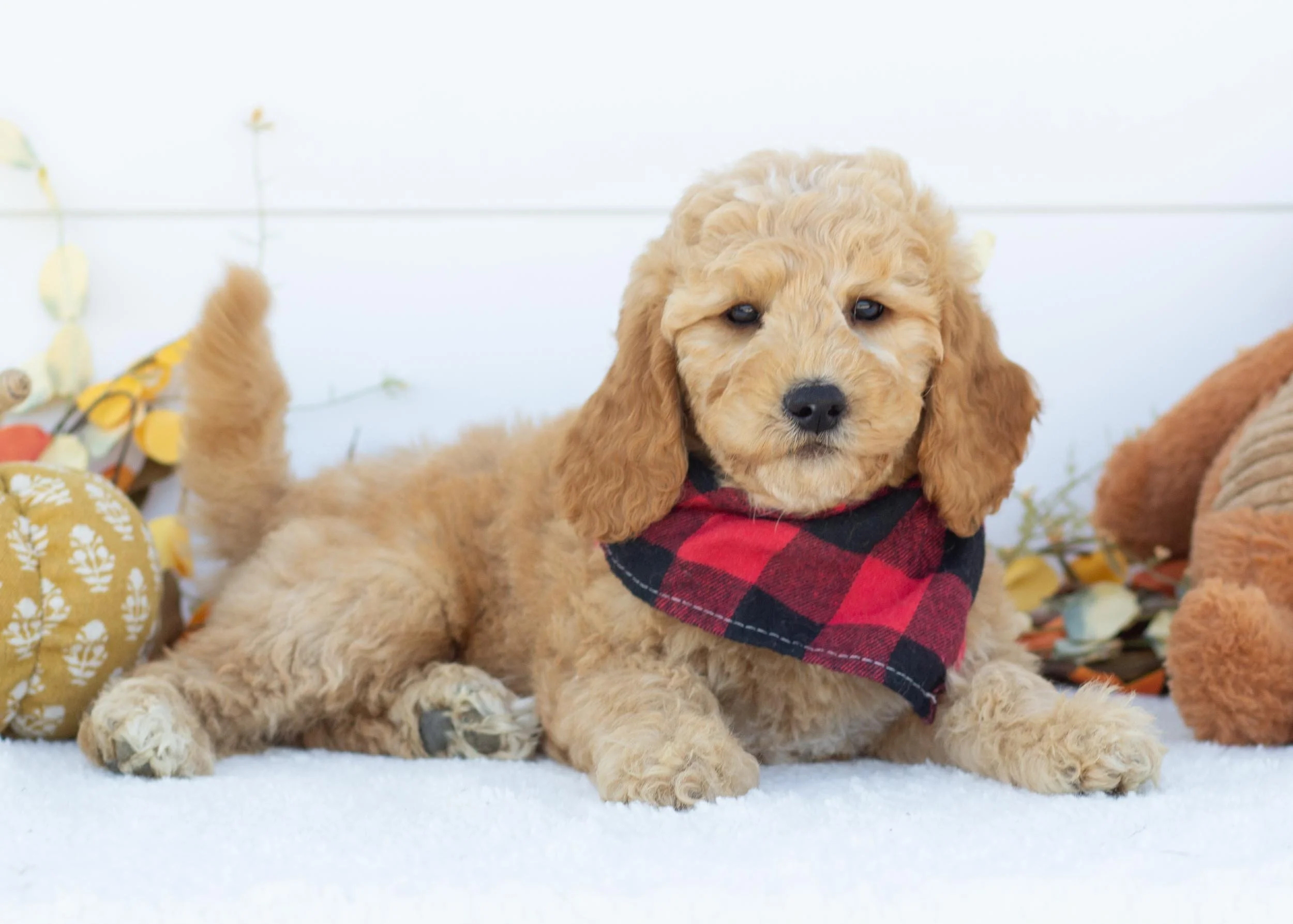 Par goldendoodle for sale(3).jpg