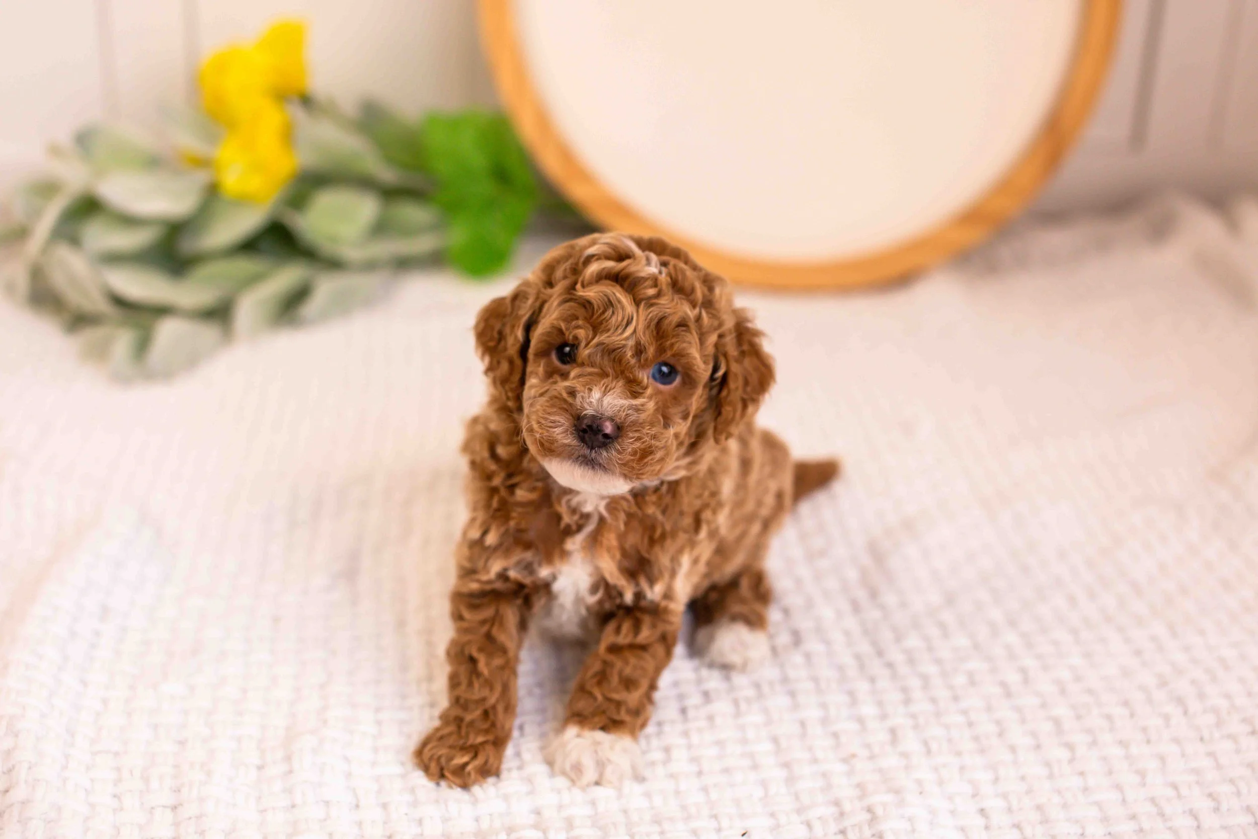 milo goldendoodle for sale(2).jpg