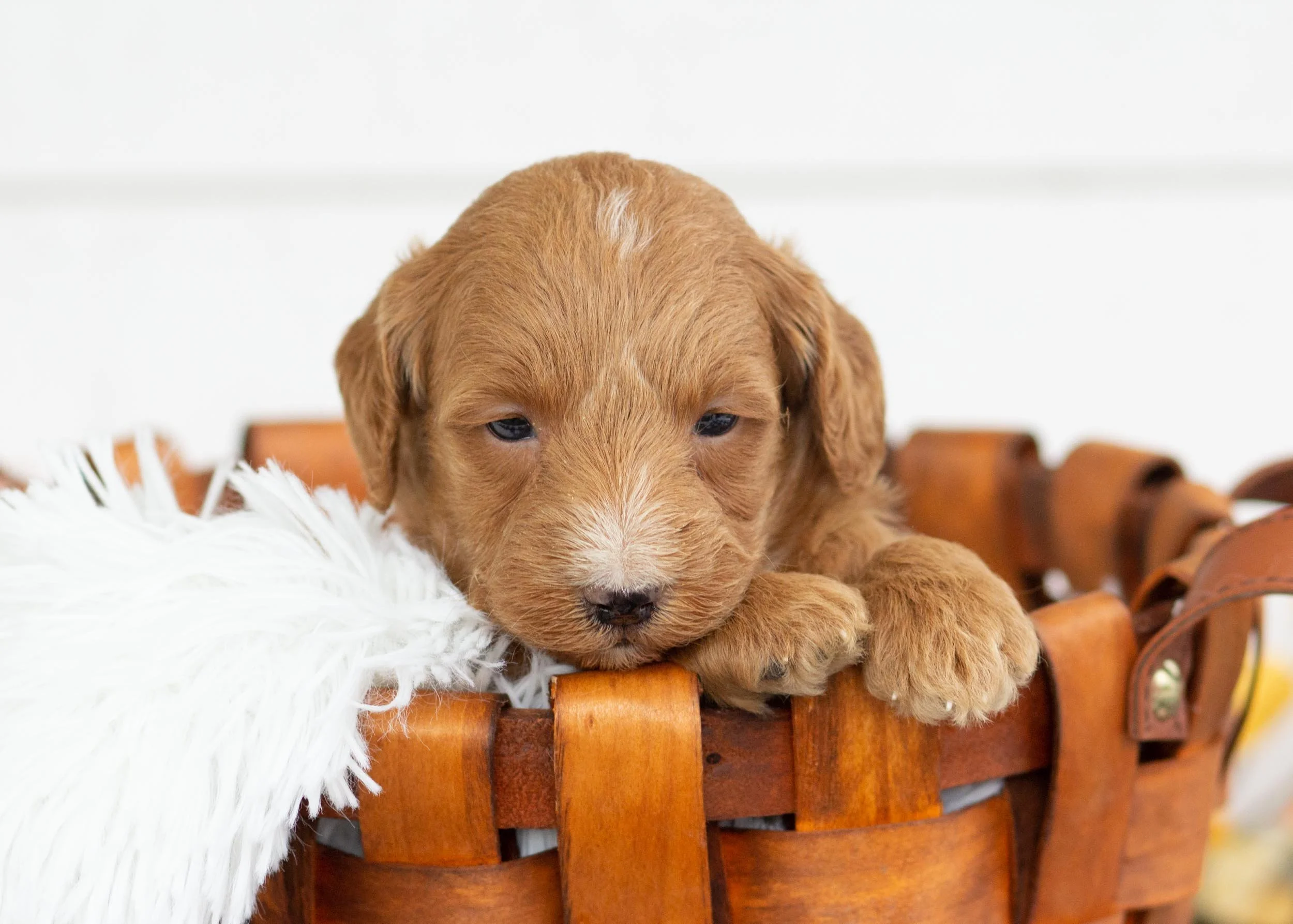 Cocoa goldendoodle for sale(3).jpg