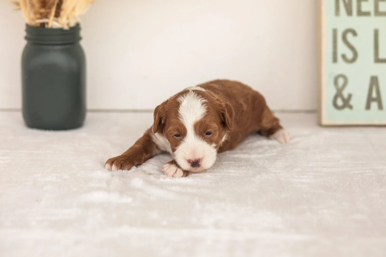 Ruffian goldendoodle for sale.jpg