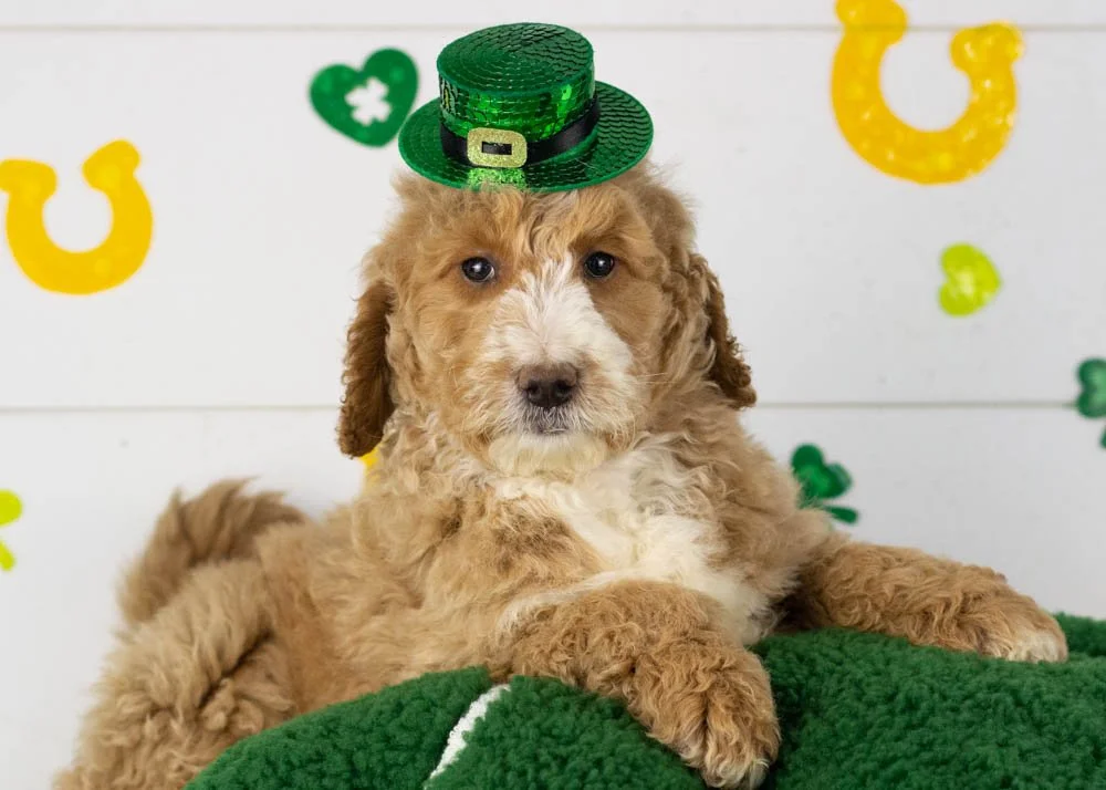 Lionel goldendoodle for sale.jpg