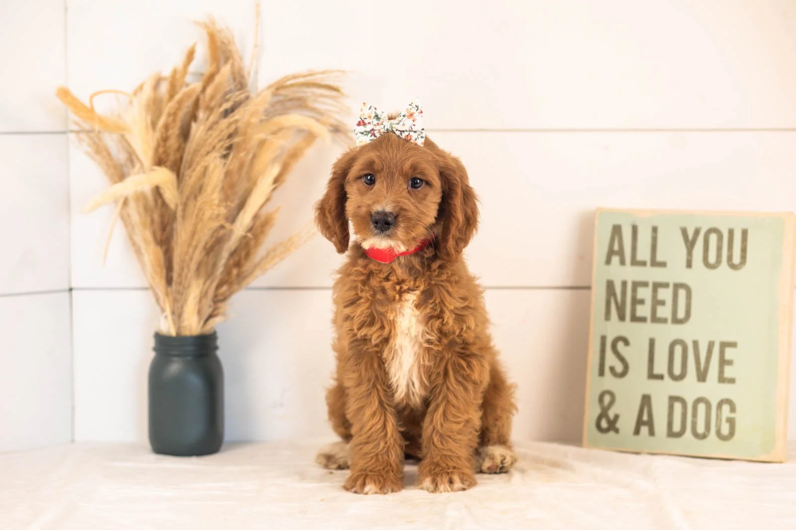 Ember goldendoodle for sale(2).jpg