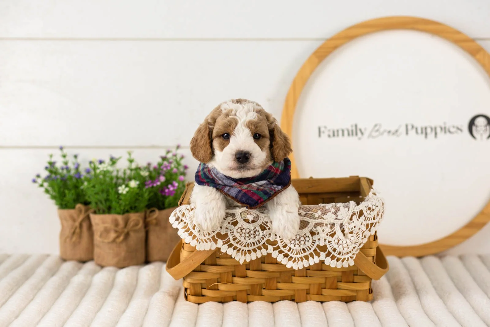 Drake goldendoodle for sale(4).jpg
