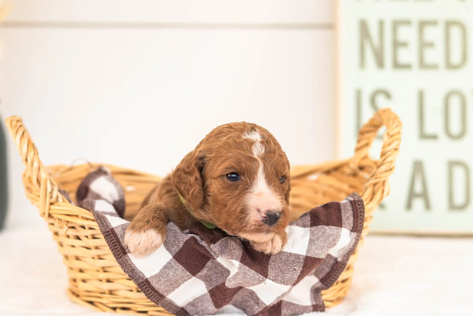 Kanga goldendoodle for sale.jpg