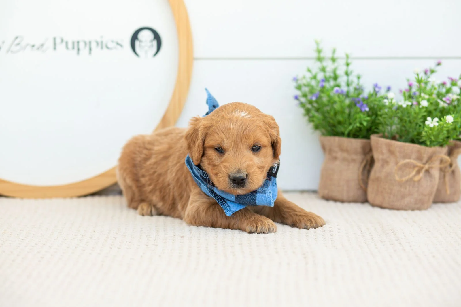 Putzie Goldendoodle for sale(2).jpg