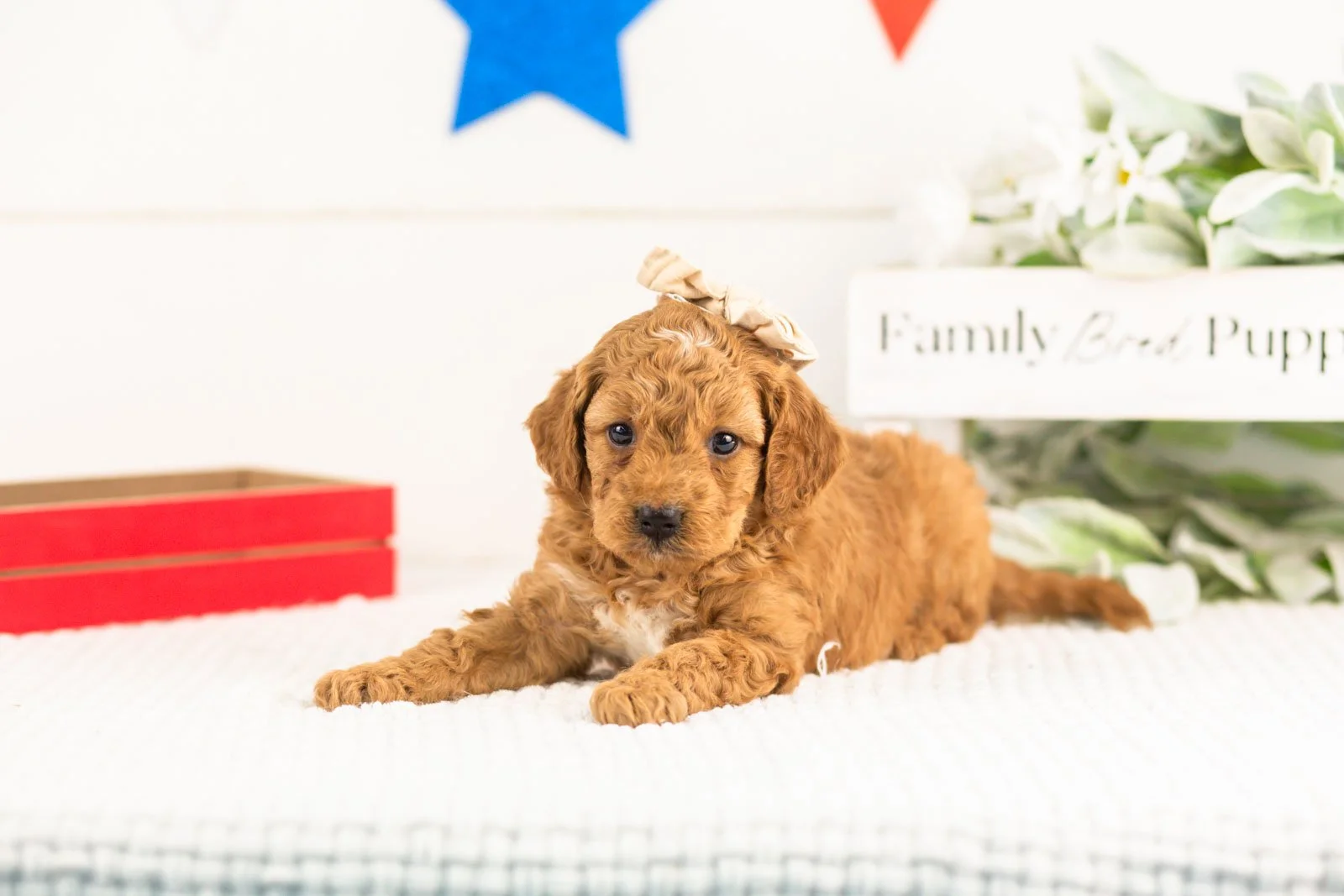 lisa goldendoodle for sale.jpg