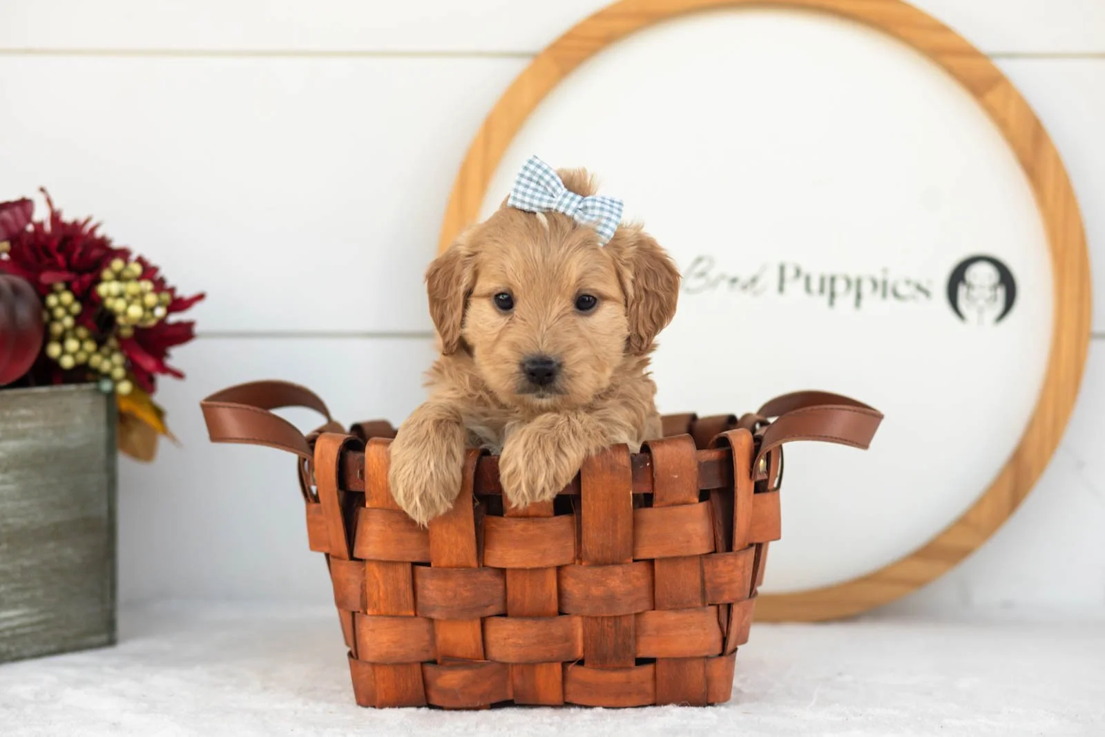 Marigold goldendoodle for sale(4).jpg