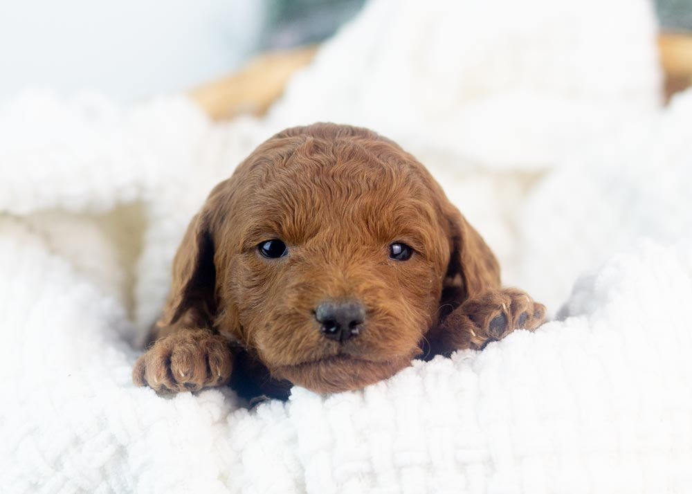 Leah goldendoodle for sale.jpg
