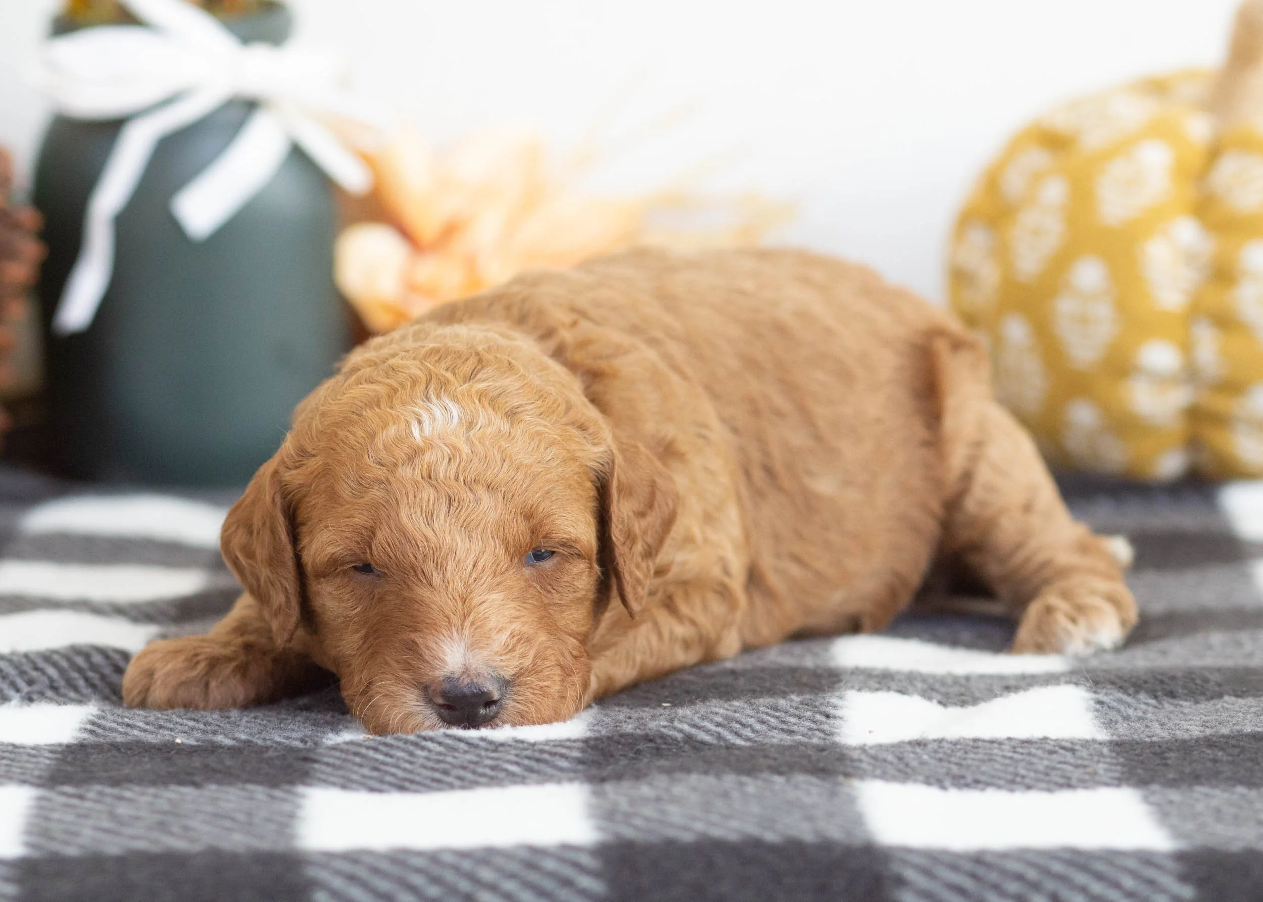 goldendoodle for sale Honeycrisp(1).jpg