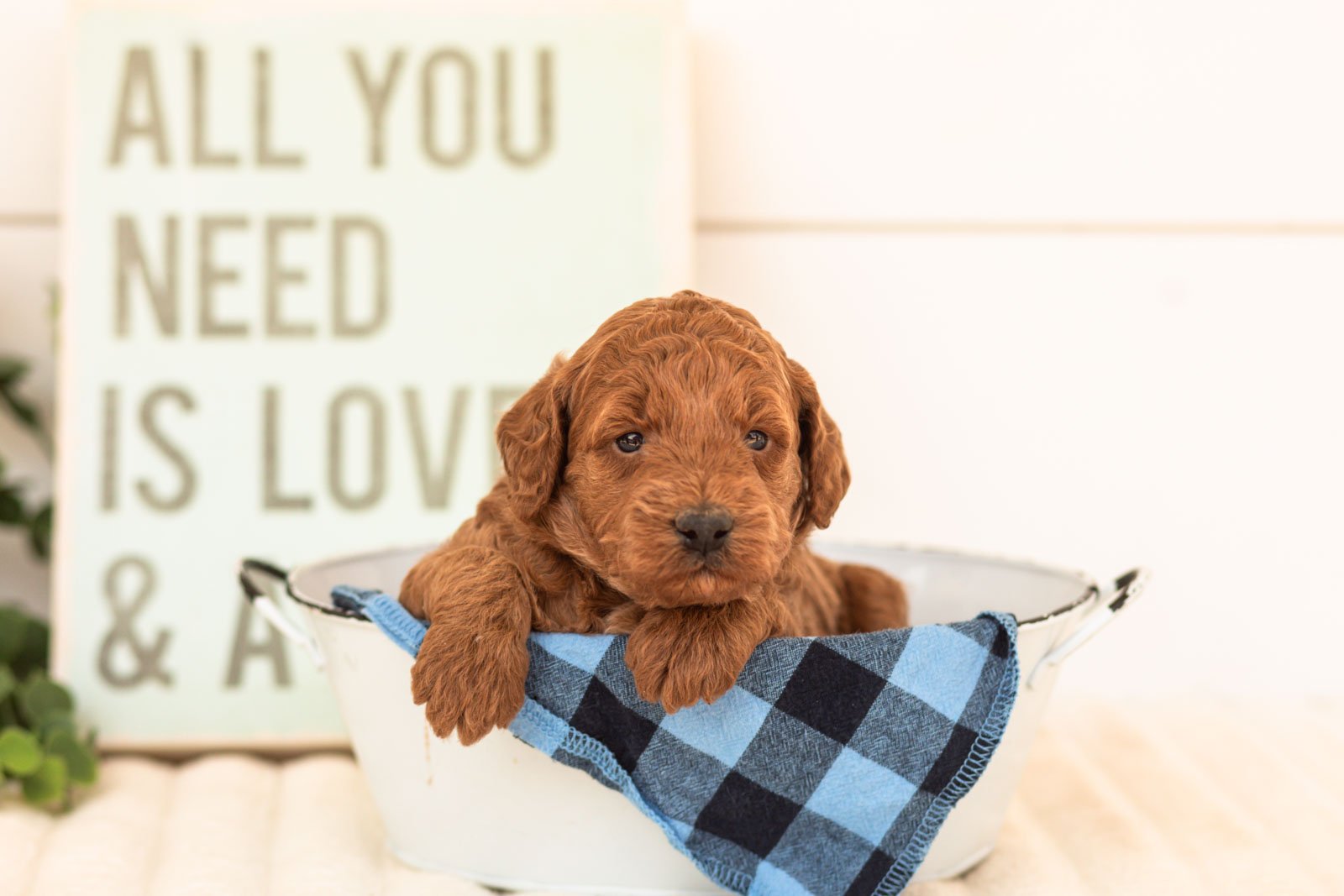 Sardine goldendoodle for sale(4).jpg