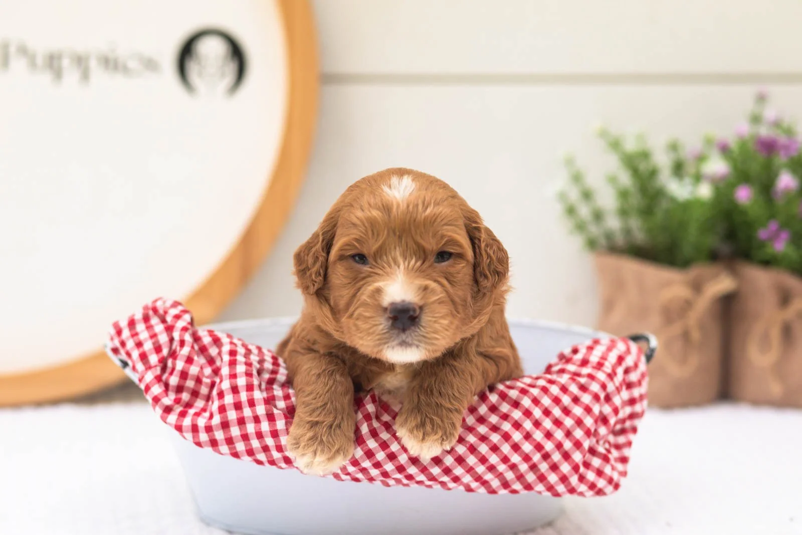 Hunter goldendoodle for sale(3).jpg