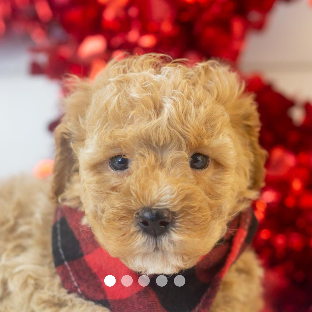 Copy of FBP Design.png