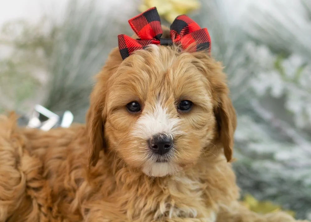 Jingle goldendoodle for sale(1).jpg