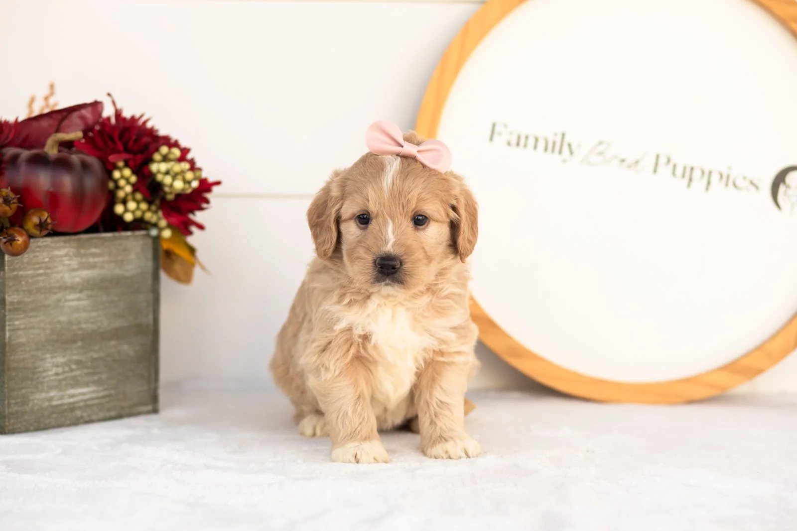 Ruby goldendoodle for sale(4).jpg