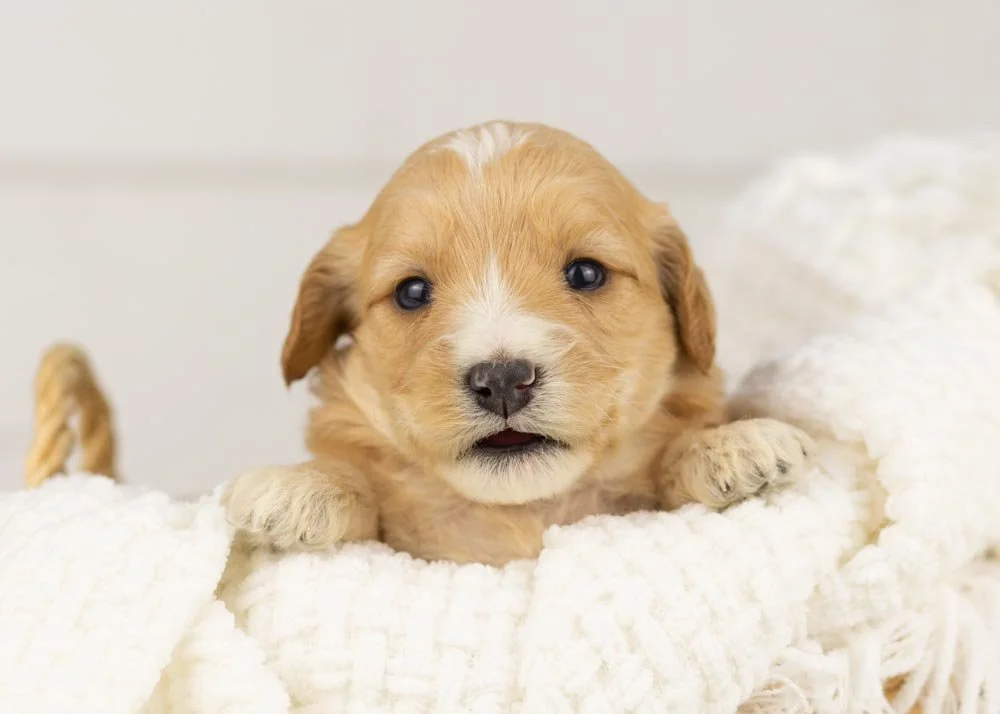Magnolia goldendoodle for sale(1).jpg