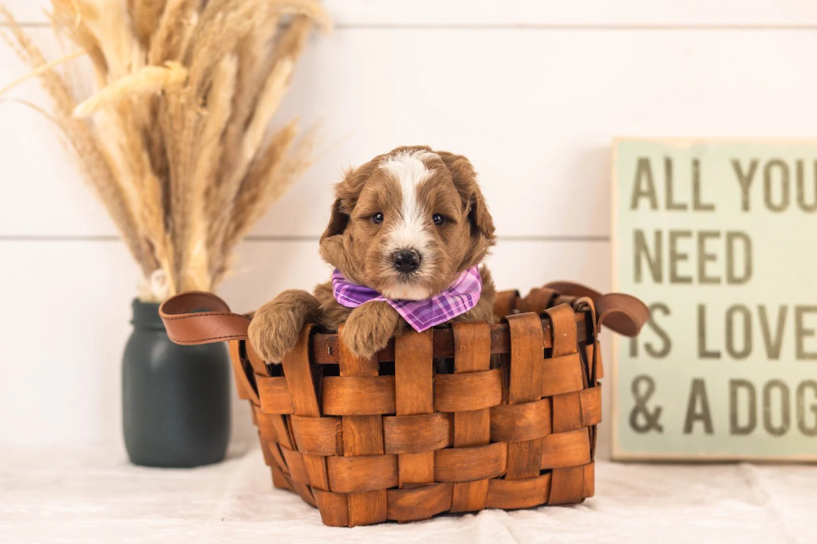 Miracle goldendoodle for sale(1).jpg