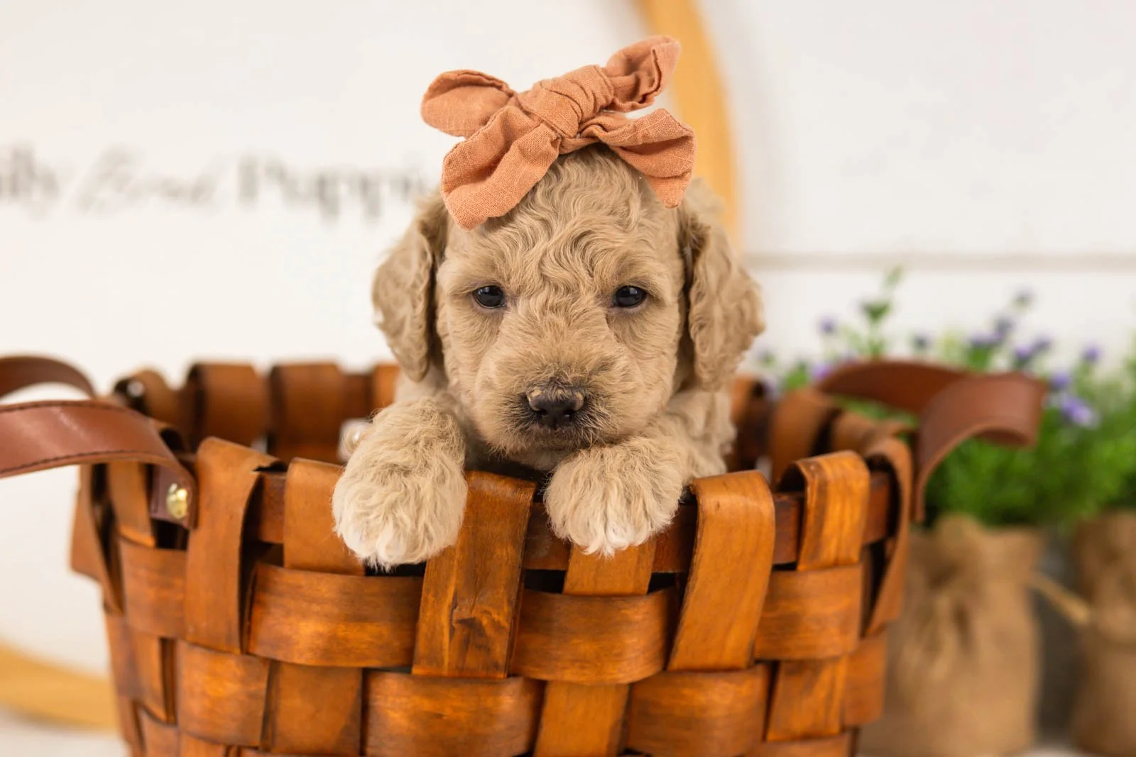 Cindy goldendoodle for sale(3).jpg