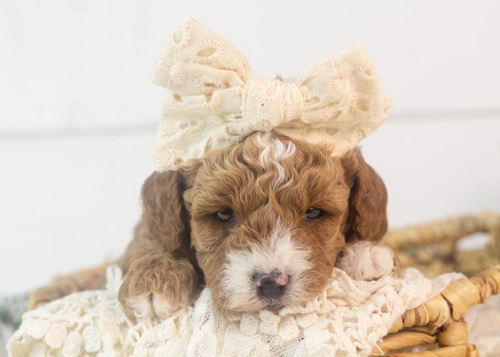 Olympus goldendoodle for sale(1).jpg